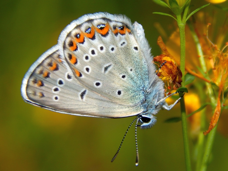 Plebejus cfr. argus